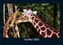 Tobias Becker: Giraffen 2026 Fotokalender DIN A5, KAL