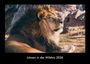 Tobias Becker: Löwen in der Wildnis 2026 Fotokalender DIN A3, KAL