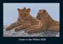 Tobias Becker: Löwen in der Wildnis 2026 Fotokalender DIN A4, KAL
