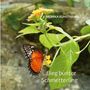 Text: "MONIKA KUNSTMANN ...flieg bunter Schmetterling". Ein farbenfroher Schmetterling auf gelben Blüten, umgeben von grünen Blättern.