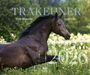 : Trakehner 2026, KAL