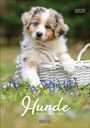 : Hunde 2025, KAL