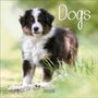 : Dogs 2025, KAL