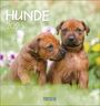 : Hunde 2025, KAL