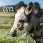 : Esel 2026, KAL