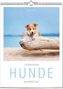 Vivendi Ars: Literarischer Hunde Kalender 2027, KAL