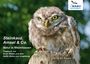 Bodo Witzke: Steinkauz, Amsel & Co., Buch
