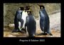 Tobias Becker: Pinguine & Eisbären 2023 Fotokalender DIN A3, KAL