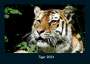 Tobias Becker: Tiger 2024 Fotokalender DIN A4, KAL