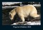 Tobias Becker: Pinguine & Eisbären 2025 Fotokalender DIN A4, KAL