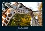 Tobias Becker: Giraffen 2025 Fotokalender DIN A4, KAL