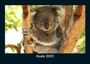 Tobias Becker: Koala 2025 Fotokalender DIN A5, KAL