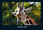 Tobias Becker: Giraffen 2025 Fotokalender DIN A4, KAL