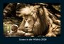 Tobias Becker: Löwen in der Wildnis 2026 Fotokalender DIN A4, KAL