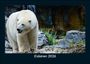 Tobias Becker: Eisbären 2026 Fotokalender DIN A5, KAL