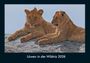 Tobias Becker: Löwen in der Wildnis 2026 Fotokalender DIN A4, KAL