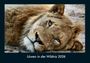 Tobias Becker: Löwen in der Wildnis 2026 Fotokalender DIN A4, KAL