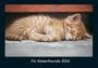 Tobias Becker: Für Katzenfreunde 2026 Fotokalender DIN A4, KAL