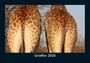Kevin Heber: Giraffen 2026 Fotokalender DIN A5, KAL