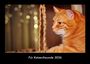 Tobias Becker: Für Katzenfreunde 2026 Fotokalender DIN A3, KAL