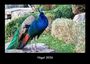 Tobias Becker: Vögel 2026 Fotokalender DIN A3, KAL