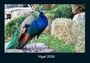 Tobias Becker: Vögel 2026 Fotokalender DIN A4, KAL