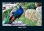 Kevin Heber: Vögel 2026 Fotokalender DIN A5, KAL