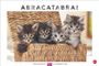 : Whiskas Katzenkalender 2025, KAL