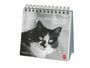 : Monika Wegler: Katzen Weisheiten Premium-Postkartenkalender 2025, KAL