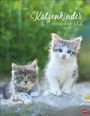 : Katzenkinder Posterkalender 2026, KAL