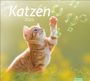 : times&more Katzen Bildkalender 2026, KAL