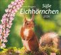 : times&more Eichhörnchen Bildkalender 2026, KAL