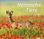 : times&more Heimische Tiere Bildkalender 2026, KAL