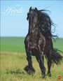 2027, Pferde, Sabine Stuewer. Ein schwarzes Pferd galoppiert dynamisch auf einer Wiese.