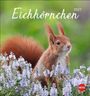 Eichhörnchen Postkartenkalender 2027, KAL