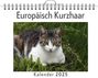 Ella Meyer: Europäisch Kurzhaar, KAL