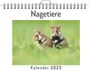 Olivia Zimmermann: Nagetiere - (Wandkalender 2025, Kalender DIN A4 quer, Monatskalender im Querformat mit Kalendarium, das perfekte Geschenk), KAL