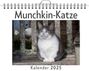 Anna Scholz: Munchkin-Katze, KAL