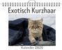 Florian Krause: Exotisch Kurzhaar, KAL