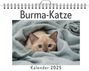 David Schmidt: Burma-Katze, KAL