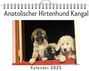 Luisa Schneider: Anatolischer Hirtenhund Kangal, KAL