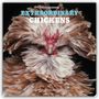 "2024 Calendar Extraordinary Chickens" in großen Buchstaben. Ein prächtiges Huhn mit auffälligem Gefieder.
