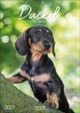Text: "Dackel, Dachshunds, Teckels, Bassotti, 2027, Korsch Verlag." Ein Dackelwelpe steht an einem Baumstamm im Wald.