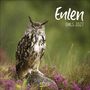 „Eulen, Owls 2027“. Eine Eule sitzt auf einem Stein, umgeben von lilafarbenen Blumen bei leichtem Regen.