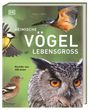 Nancy J. Hajeski: Heimische Vögel lebensgroß, Buch