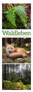 Ackermann Kunstverlag: Waldleben - Ein Spaziergang durch heimische Wälder Triplet-Kalender 2025, KAL