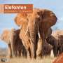 Ackermann Kunstverlag: Elefanten Kalender 2025 - 30x30, KAL