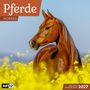 Text: "Pferde, HORSES, inklusive Jahresplaner 2027." Ein braunes Pferd im gelben Blumenfeld vor blauem Himmel.