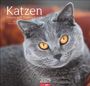 : Katzen - Diven auf Samtpfoten Kalender 2025 - Diven auf Samtpfoten, KAL