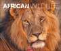: African Wildlife Kalender 2025, KAL